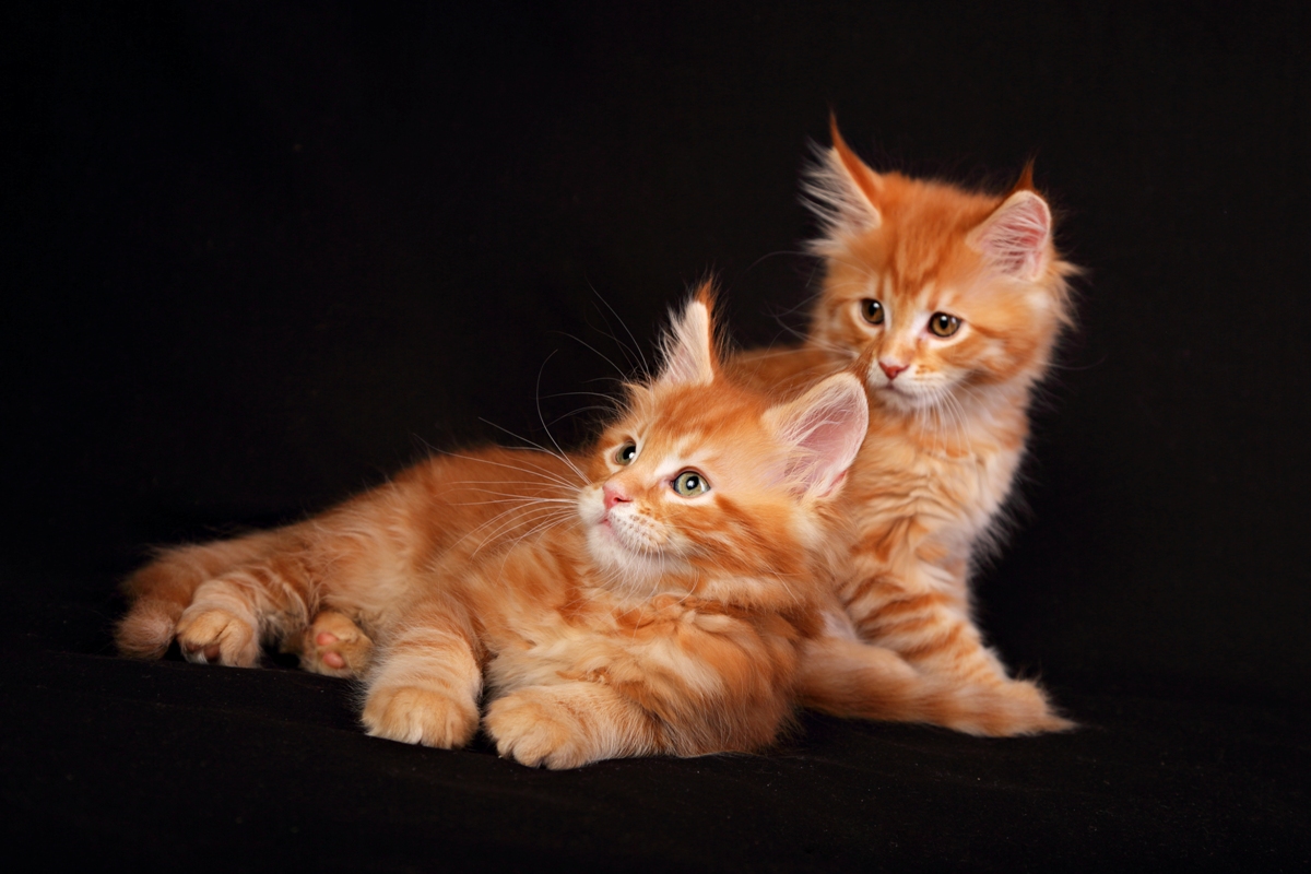 mainecoon kittens
