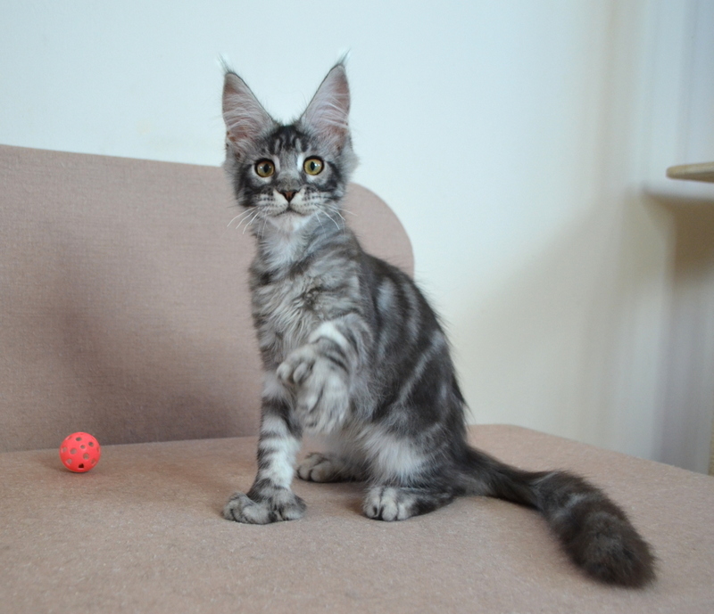 TEST1