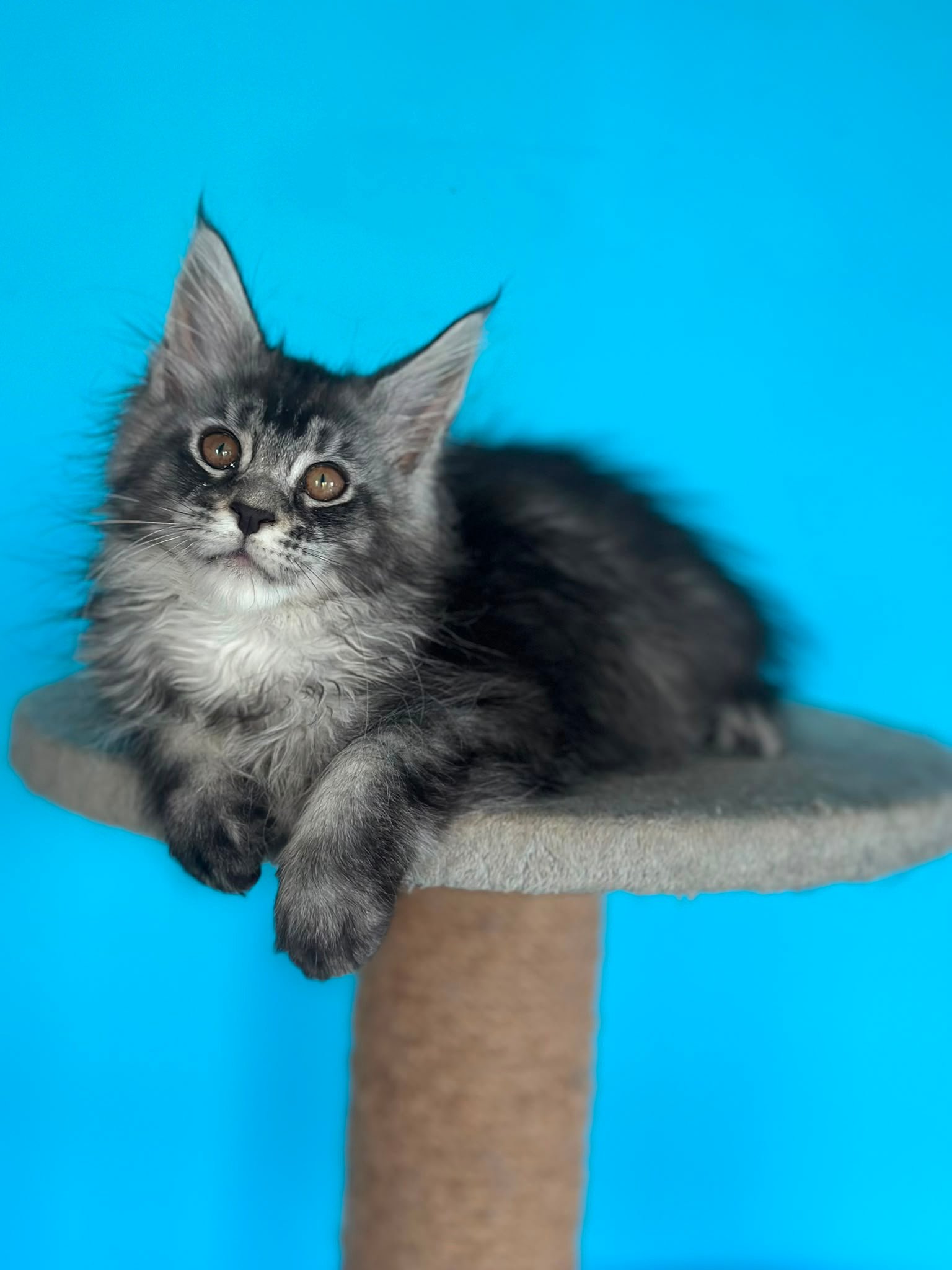 Maine Coon kitten Uslada Black Silver Ticked