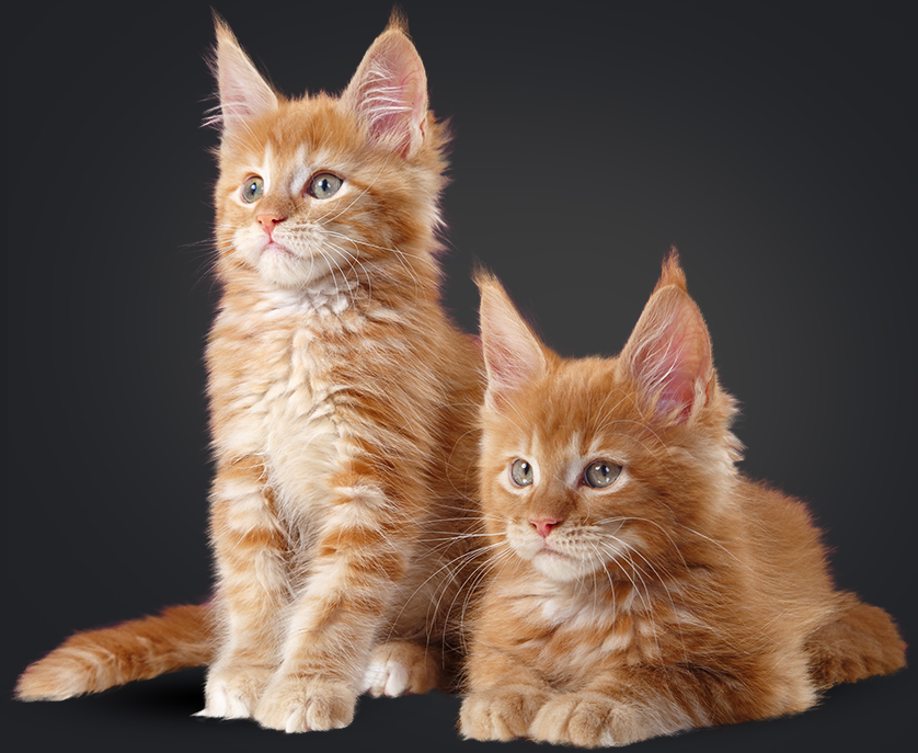 mainecoon kittens